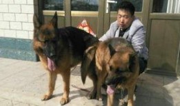 警犬交配视频,见证忠诚与生命的传承